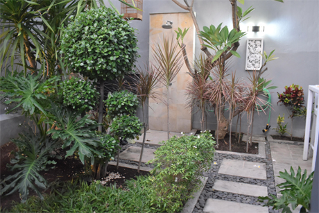 tropical garden